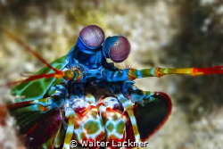 mantis shrimp by Walter Lackner 